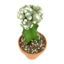 6 inch blossfeldia cactus live cactus for sale, dense cluster of button-shaped dusty green bodies in plastic pot, smooth spineless surface typical of blossfeldia cactus, produces delicate white to pinkish flowers in late spring, slow-growing drought tolerant nature suits low-maintenance lifestyles, striking minimalist statement piece for collectors and plant gift ideas