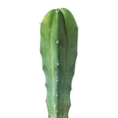 4 inch Blue Candle CACTUS live cactus for sale, chunky ribbed blue-green column with black central spines, fast-growing candelabrum shape, non-toxic and pet-safe according to aspca, striking statement plant for contemporary or bohemian indoor spaces, a rare collector plant and unforgettable gift