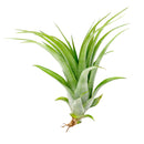 Tillandsia Brachycaulos Air Plant for sale, How to grow Tillandsia Brachycaulos Air Plant, Tillandsia Brachycaulos Air Plant with care guide, unique air plant gift ideas, buy air plant subscription box monthly