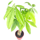 6" pot braided pachira stump money tree live plant for sale, rich forest green umbrella canopy, smooth palmate leaflets with pale midribs, architecturally woven trunk, pet friendly non-toxic tropical, thrives under office fluorescent light, elegant floor or corner statement plant, a timeless feng shui inspired gift for home or business