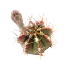 Buy an 8-pack of 4" live plants online. Choose eight plants of your choice to create a lush and diverse collection in 4" pots. Perfect for filling larger spaces, decorating your home or office, and growing your plant collection.