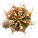 Buy an 8-pack of 4" live plants online. Choose eight plants of your choice to create a lush and diverse collection in 4" pots. Perfect for filling larger spaces, decorating your home or office, and growing your plant collection.