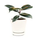 Ficus Decora Burgundy, Ficus Decora, Rubber plant, Rubber tree, burgundy houseplant, burgundy rubber tree, ficus burgundy, rubber plant care, Ficus Decora Burgundy care, Ficus Decora Burgundy near me, rubber plant for sale, Ficus Decora Burgundy for sale, Indoor Houseplant