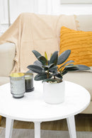 Ficus Decora Burgundy, Ficus Decora, Rubber plant, Rubber tree, burgundy houseplant, burgundy rubber tree, ficus burgundy, rubber plant care, Ficus Decora Burgundy care, Ficus Decora Burgundy near me