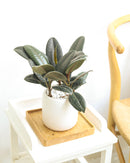 Ficus Decora Burgundy, Ficus Decora, Rubber plant, Rubber tree, burgundy houseplant, burgundy rubber tree, ficus burgundy, rubber plant care, Ficus Decora Burgundy care, Ficus Decora Burgundy near me, rubber plant for sale, Ficus Decora Burgundy for sale, Indoor Houseplant