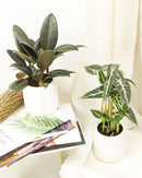 Ficus Decora Burgundy, Ficus Decora, Rubber plant, Rubber tree, burgundy houseplant, burgundy rubber tree, ficus burgundy, rubber plant care, Ficus Decora Burgundy care, Ficus Decora Burgundy near me, rubber plant for sale, Ficus Decora Burgundy for sale, Indoor Houseplant