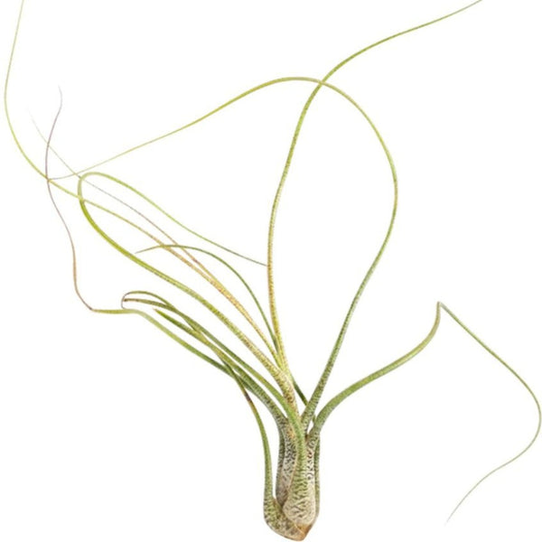 Tillandsia Butzii Air Plant | Buy Live Spotted Airplants Online