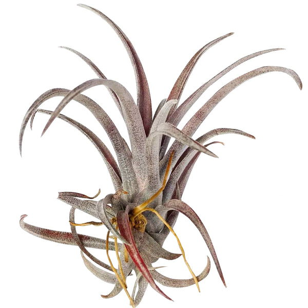 capitata air plant RARE Tillandsia Capitata Dominican Republic - Purple Air Plant Easy to Care