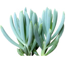 Senecio mandraliscae Blue Chalk Sticks