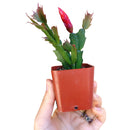 christmas cactus, thanksgiving cactus, how to care for a christmas cactus, thanksgiving cactus care, Christmas Cactus Thanksgiving Cactus for sale