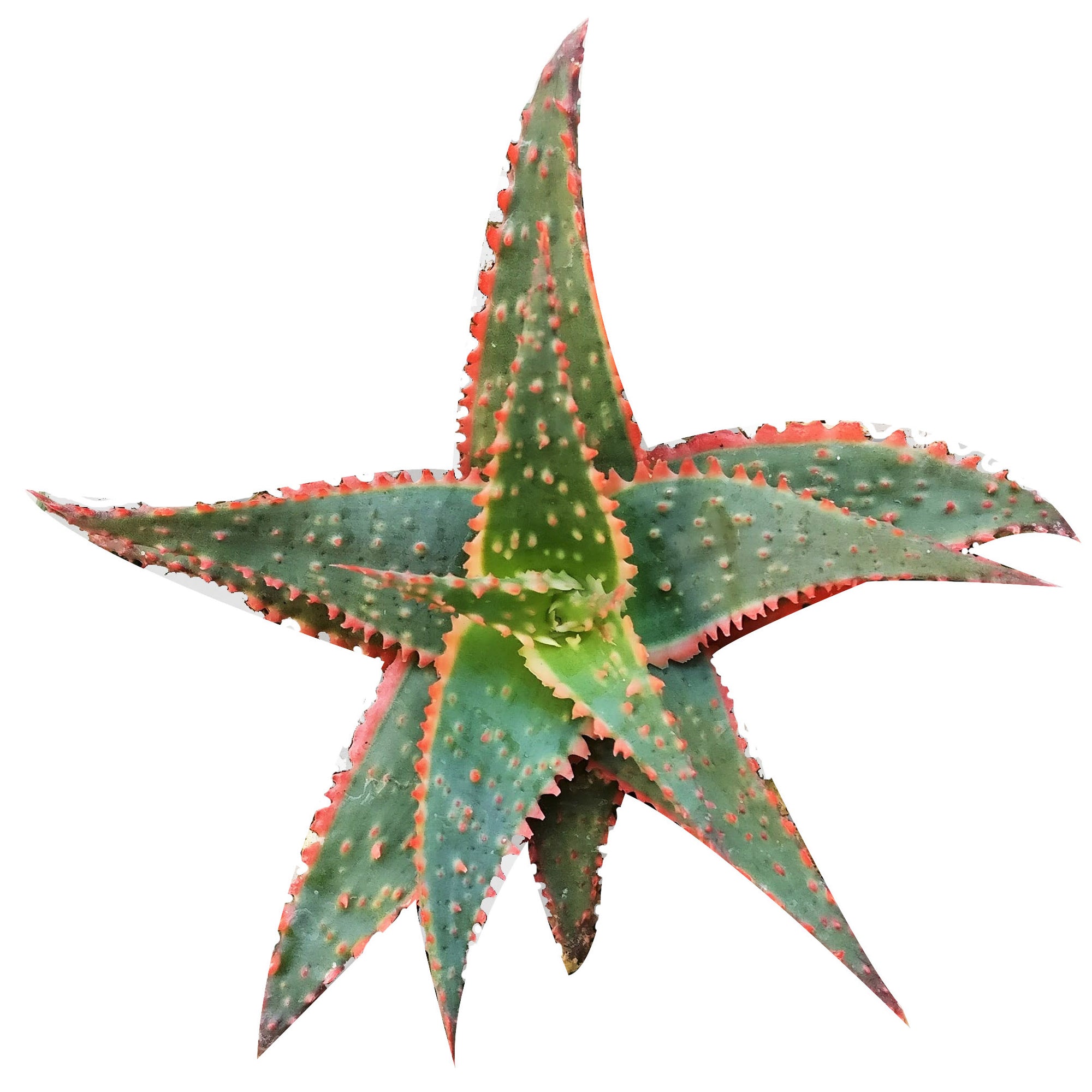 2 inch/ 4 inch christmas carol aloe plant for sale, buy Aloe Christmas Carol  online, star aloe plant, star shaped succulent plant