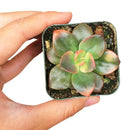 Echeveria Chroma Succulent