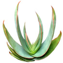 buy coral aloe vera striata live succulent 2 inch online, small rosette with coral-edged spineless smooth leaves in a plastic pot, grows slowly and reliably for many years with minimal care, hue shifts from cool blue-green to warm coral-pink with more sun, natural air purifier and drought tolerant gem, adorable desktop or shelf accent plant, perfect introductory succulent gift