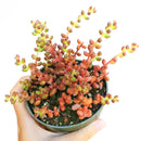 4 inch coral bells sedum - mexican stahlii live succulent for sale, plump oval red leaves with soft fine hairs in plastic pot, wide-spreading mat-forming succulent groundcover, produces bright yellow star-shaped flowers in late spring, low maintenance and pet safe, charming rustic bohemian display plant, beautiful living gift for any occasion