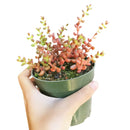 4 inch coral bells sedum - mexican stahlii live succulent for sale, plump oval red leaves with soft fine hairs in plastic pot, wide-spreading mat-forming succulent groundcover, produces bright yellow star-shaped flowers in late spring, low maintenance and pet safe, charming rustic bohemian display plant, beautiful living gift for any occasion