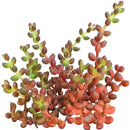 4 inch coral bells sedum - mexican stahlii live succulent for sale, plump oval red leaves with soft fine hairs in plastic pot, wide-spreading mat-forming succulent groundcover, produces bright yellow star-shaped flowers in late spring, low maintenance and pet safe, charming rustic bohemian display plant, beautiful living gift for any occasion