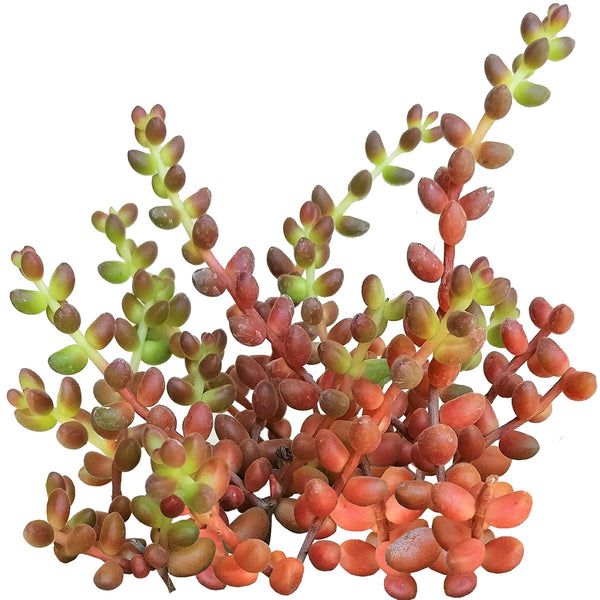 coral bells succulent Coral Bells Sedum Care