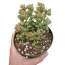 Crassula Brevifolia - Crassula rupestris var. monticola