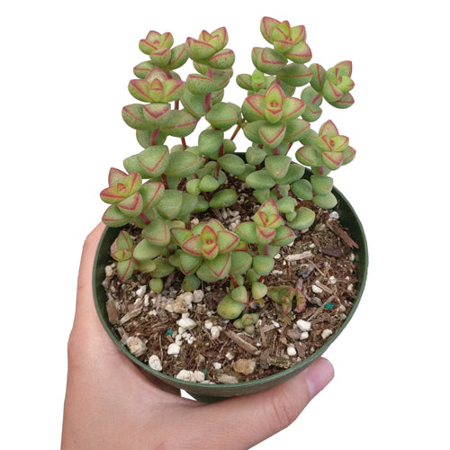 brevifolia succulent Crassula Brevifolia Succulent Plant for Sale and Care Guide 4 inch / Plastic Pot by Succulents Box