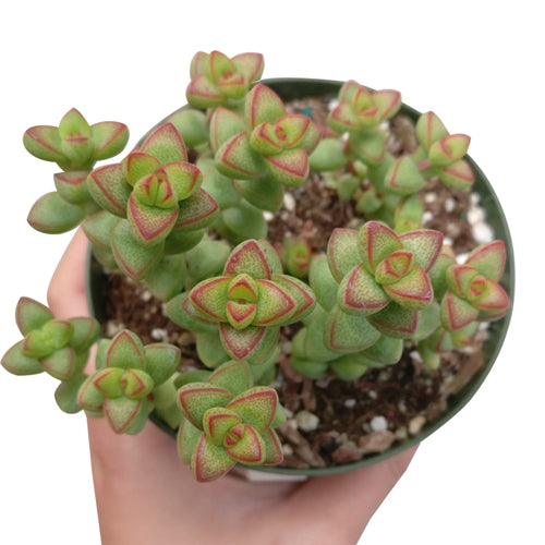 brevifolia succulent Crassula Brevifolia Succulent Plant for Sale and Care Guide 4 inch / Plastic Pot by Succulents Box