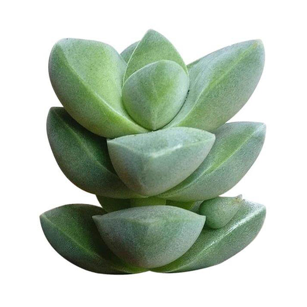 moonglow succulent Crassula Moonglow Succulent for Sale | Succulent Care