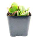 6 inch Crassula Ovata Obliqua Jade Plant in black plastic pot, Crassula Ovata Obliqua Jade Plant for sale, buy Crassula Ovata Obliqua Jade Plant online