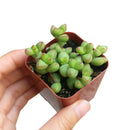 Crassula Brevifolia - Crassula rupestris var. monticola