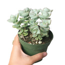 Buy an 8-pack of 4" live plants online. Choose eight plants of your choice to create a lush and diverse collection in 4" pots. Perfect for filling larger spaces, decorating your home or office, and growing your plant collection.