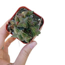 Crassula Pagoda Village