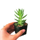 4 inch crassula red pagoda shark tooth live succulent with custom pot for sale, layered triangular leaves edged with bright crimson, pagoda-shaped stacked column growth form, foliage brightens to fiery red in cool winter sun, drought hardy and beginner safe, bold architectural decor for indoor or outdoor containers, distinctive and long-lasting plant gift
