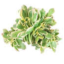 buy crested aeonium sunburst live succulent 6 inch online, large spreading crest with dense contorted fans and rippled silhouette, vivid creamy yellow and green variegated leaves accented with soft pink blush, rare cristata form slow grower with mini