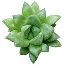Haworthia cuspidata - Star Window Plant