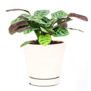 buy calathea burle marx live houseplant 4 inch online, young calathea burle marx with freshly unfurled fishbone-patterned leaves, oval leaf shape with smooth surface, non-toxic and air-purifying tropical species, thrives with consistent humidity and indirect light, beautiful basket or shelf plant for bohemian interiors, a perfect gift for plant beginners