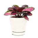 Calathea Rosy, Calathea Roseopicta, houseplants with pink foliage, Pink Calathea, colorful houseplants, Calathea Rosy care guide, buy Calathea Rosy online