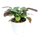 buy calathea burle marx live houseplant 4 inch online, young calathea burle marx with freshly unfurled fishbone-patterned leaves, oval leaf shape with smooth surface, non-toxic and air-purifying tropical species, thrives with consistent humidity and indirect light, beautiful basket or shelf plant for bohemian interiors, a perfect gift for plant beginners