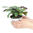 buy calathea burle marx live houseplant 4 inch online, young calathea burle marx with freshly unfurled fishbone-patterned leaves, oval leaf shape with smooth surface, non-toxic and air-purifying tropical species, thrives with consistent humidity and indirect light, beautiful basket or shelf plant for bohemian interiors, a perfect gift for plant beginners