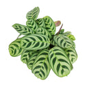 buy calathea burle marx live houseplant 4 inch online, young calathea burle marx with freshly unfurled fishbone-patterned leaves, oval leaf shape with smooth surface, non-toxic and air-purifying tropical species, thrives with consistent humidity and indirect light, beautiful basket or shelf plant for bohemian interiors, a perfect gift for plant beginners