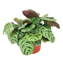 buy calathea burle marx live houseplant 4 inch online, young calathea burle marx with freshly unfurled fishbone-patterned leaves, oval leaf shape with smooth surface, non-toxic and air-purifying tropical species, thrives with consistent humidity and indirect light, beautiful basket or shelf plant for bohemian interiors, a perfect gift for plant beginners
