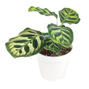 6" pot calathea 'makoyana' peacock live houseplant for sale, impressive full clumping tropical specimen, large papery oval leaves with intricate hand-painted peacock feather markings, deep red-purple leaf reverses, air-purifying humidity-loving evergreen, bold floor-level bohemian accent plant, unforgettable plant gift for any home