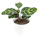 6" pot calathea 'makoyana' peacock live houseplant for sale, impressive full clumping tropical specimen, large papery oval leaves with intricate hand-painted peacock feather markings, deep red-purple leaf reverses, air-purifying humidity-loving evergreen, bold floor-level bohemian accent plant, unforgettable plant gift for any home
