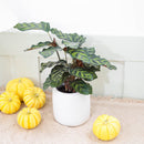 6" pot calathea 'makoyana' peacock live houseplant for sale, impressive full clumping tropical specimen, large papery oval leaves with intricate hand-painted peacock feather markings, deep red-purple leaf reverses, air-purifying humidity-loving evergreen, bold floor-level bohemian accent plant, unforgettable plant gift for any home