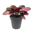 Calathea Rosy, Calathea Roseopicta, houseplants with pink foliage, Pink Calathea, colorful houseplants, Calathea Rosy care guide, buy Calathea Rosy online