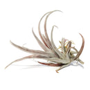 Live Air Plant Randomly Picked