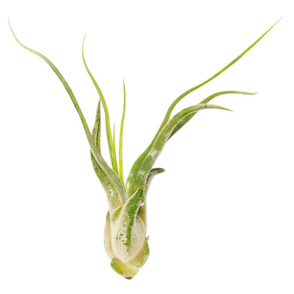 Tillandsia Caput Medusae air plant for sale, Medusa's head plant for sale, Tillandsia Caput Medusae easy-care indoor plant, Air plants gift decor ideas, Air plants subscription box delivered monthly