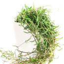 buy ceropegia linearis string of needles live houseplant 4'' pot online, delicate trailing semi-succulent with narrow pointed green needles cascading gracefully, slow grower with elegant vining form, low maintenance care routine, beautiful hanging plant for indoor spaces, rare and charming gift for plant collectors