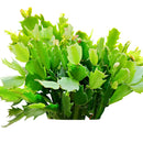 christmas cactus, thanksgiving cactus, how to care for a christmas cactus, thanksgiving cactus care, Christmas Cactus Thanksgiving Cactus for sale