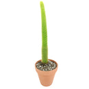 Cleistocactus winteri ssp. colademononis - Monkey Tail Cactus