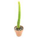 Cleistocactus winteri ssp. colademononis - Monkey Tail Cactus