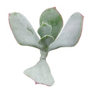 buy Cotyledon Orbiculata Pig's Ear live succulent 2 inch online, broad grey-green rounded leaves with characteristic deep red margin detail, farina-coated surface giving the plant a naturally frosted silvery look, upright non-trailing growth habit wi