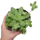 Crassula Orbicularis